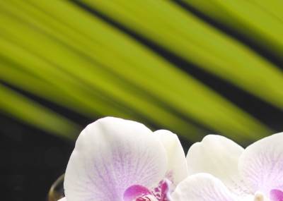 Пано "Азалия" Орхидея 1, 250х350х8 мм